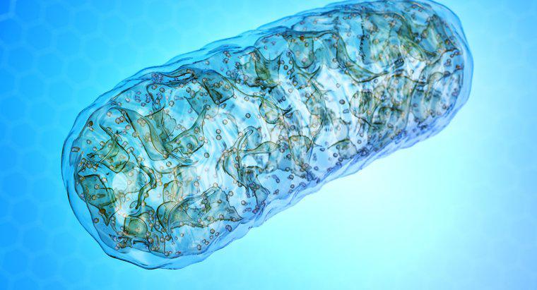Pourquoi les mitochondries sont-elles appelées la centrale électrique de la cellule ?
