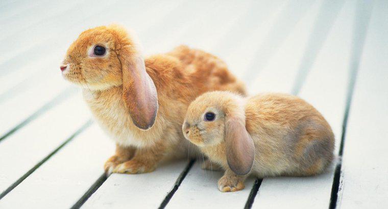 Quelle est la taille des mini lapins Lop ?