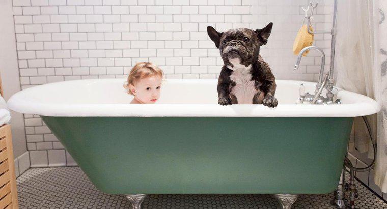 Pourquoi les chiens sentent-ils même après avoir pris un bain ?