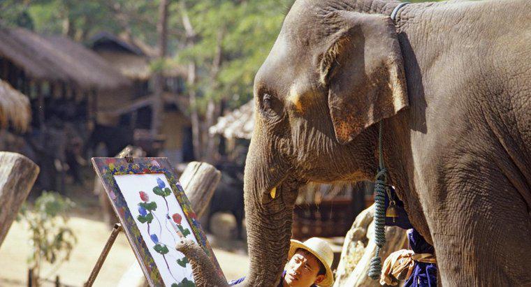 Les éléphants ont-ils de bons souvenirs ?