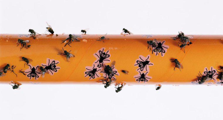 Qu'est-ce qu'un remède maison pour attraper les mouches domestiques?