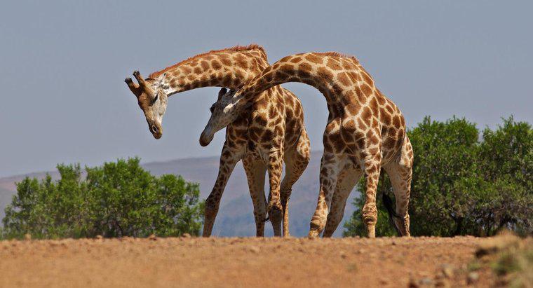 Combien d'os y a-t-il dans le cou d'une girafe ?