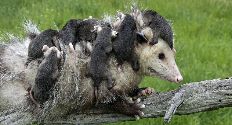 De quels soins un opossum nouveau-né a-t-il besoin ?