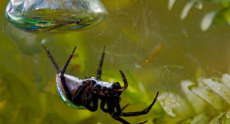 Quels sont les faits intéressants sur les araignées d'eau ?