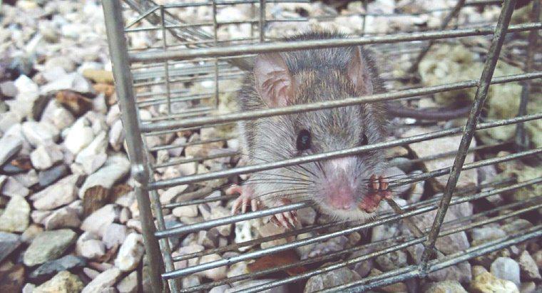 Comment se débarrasser des rats et des souris sans poison ?