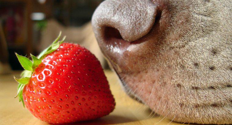 Les fraises sont-elles bonnes pour les chiens ?