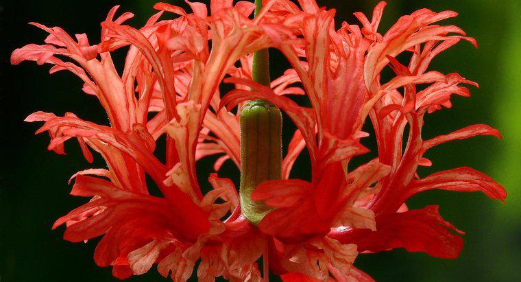 Comment changer la couleur des fleurs sur un arbre d'hibiscus tropical ?