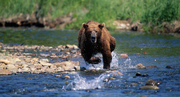 À quelle vitesse un ours peut-il courir ?