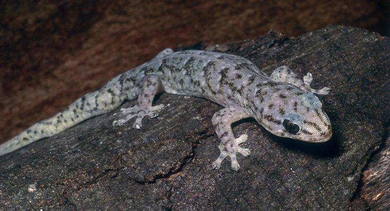 Comment prendre soin d'un gecko marbré ?