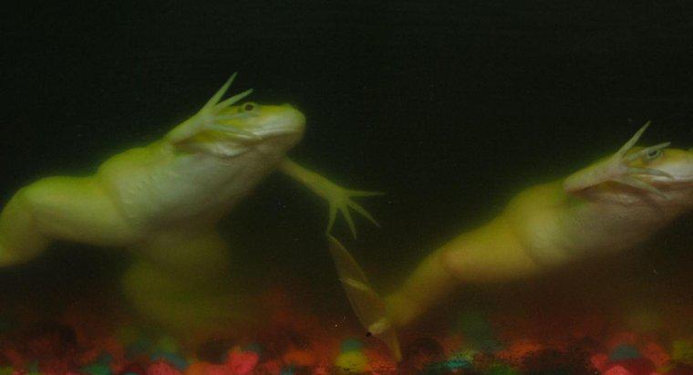Combien de temps les grenouilles peuvent-elles retenir leur souffle sous l'eau ?