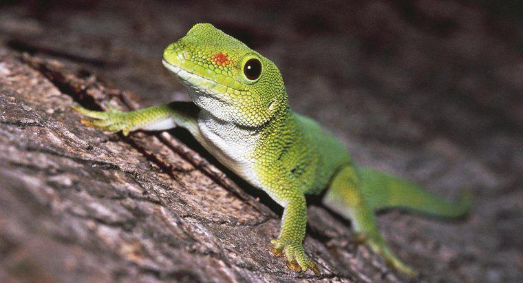 Comment identifier les différents types de geckos ?