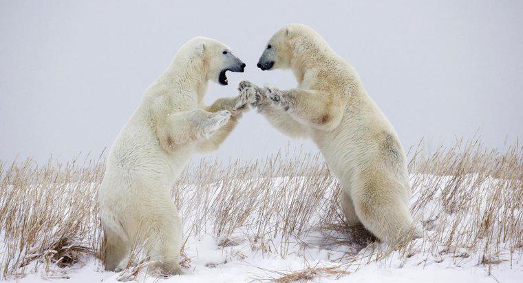 Qu'est-ce que la défense d'un ours polaire ?