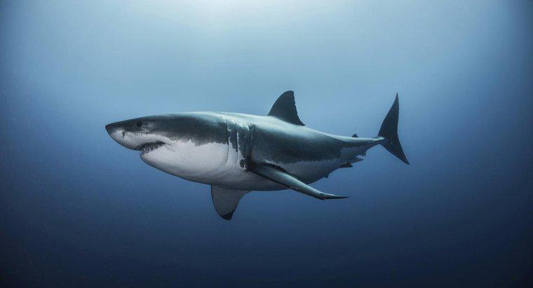 Quel est l'habitat d'un grand requin blanc ?