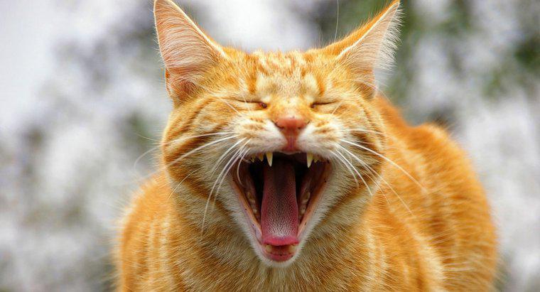 Combien de sons un chat peut-il faire ?