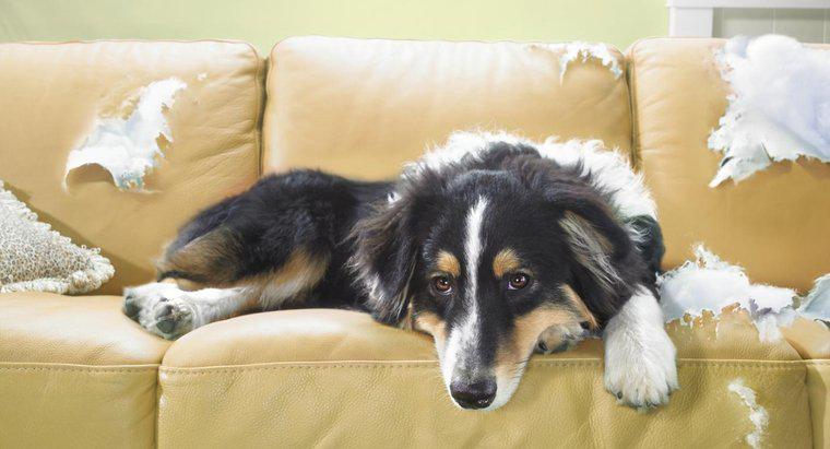 Quels sont les remèdes pour éloigner les chiens des meubles ?