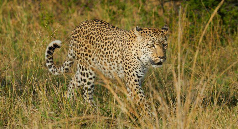 Qu'est-ce que l'habitat d'un léopard?