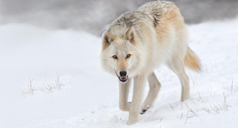 Pourquoi les loups sont-ils en danger dans la nature ?