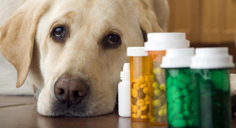 Puis-je donner à mon chien un analgésique?