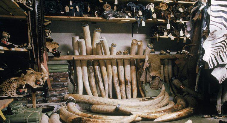 Quelles sont les utilisations de l'ivoire d'éléphant?