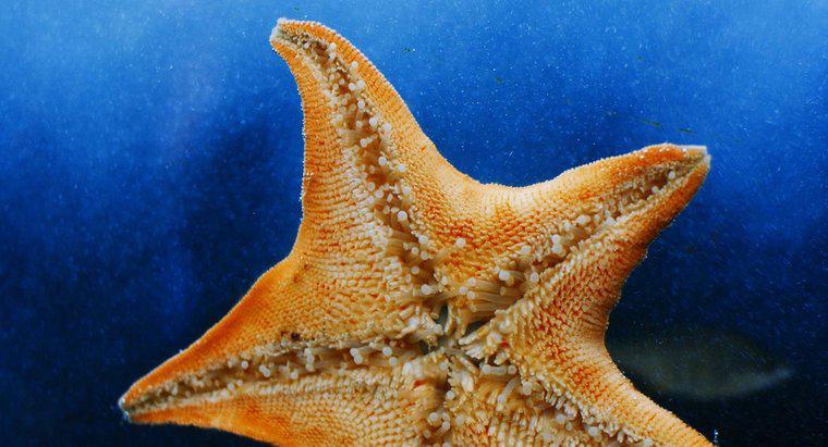 Les étoiles de mer ont-elles des os ?