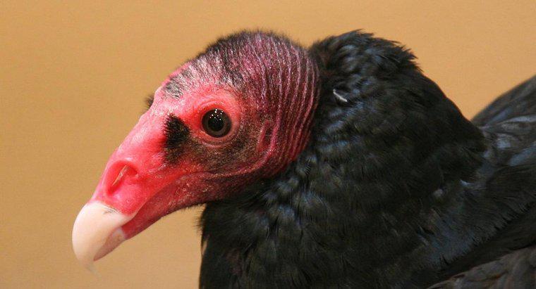 Où vivent les vautours à tête rouge ?
