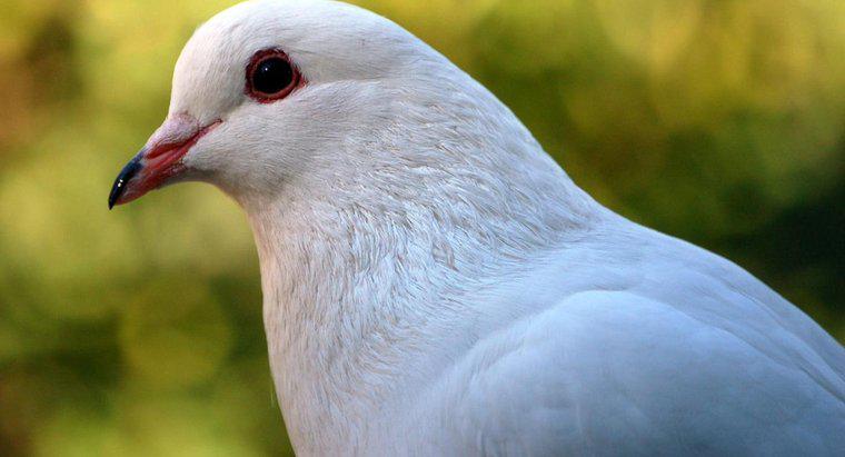 Que symbolise un pigeon blanc ?