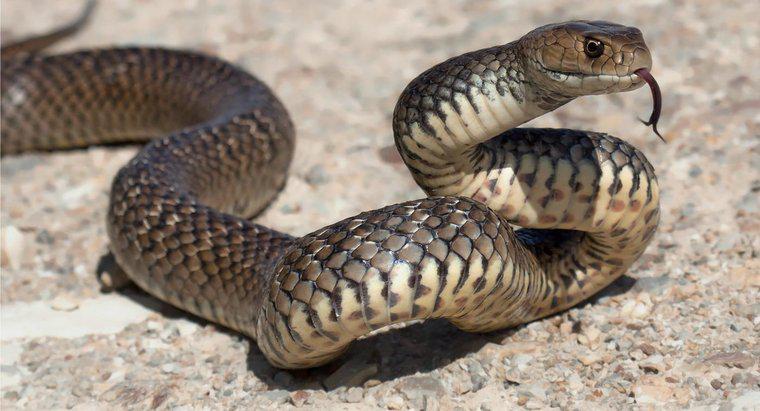 Combien de types de serpents venimeux vivent en Australie ?
