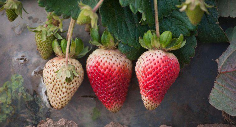 Comment les plants de fraisiers se reproduisent-ils?