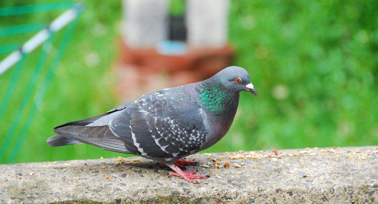 Que mangent les pigeons voyageurs ?