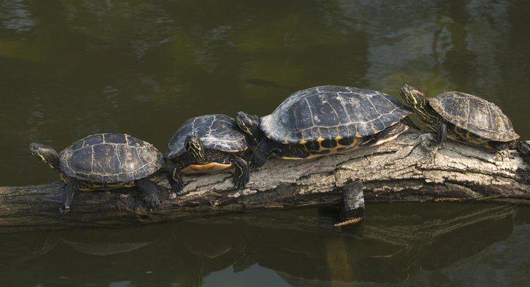 Quelle est la taille des tortues à ventre jaune ?