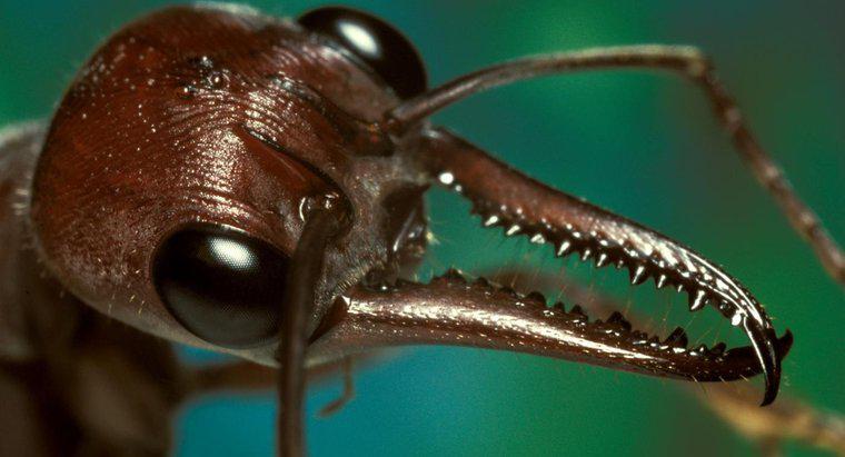 À quoi ressemble une piqûre de fourmi et comment la traitez-vous ?