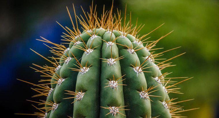 Comment se débarrasser d'un cactus ?