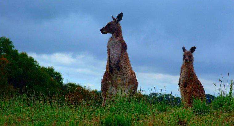 Où vivent les kangourous en Australie ?