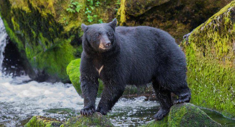 Quelles sont les proies et prédateurs des ours noirs ?