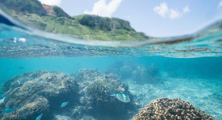 Quels sont les faits sur les écosystèmes océaniques ?