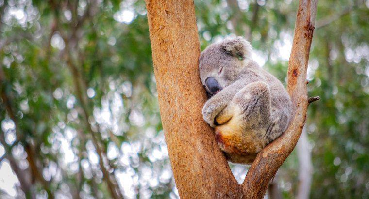 Où dorment les koalas ?