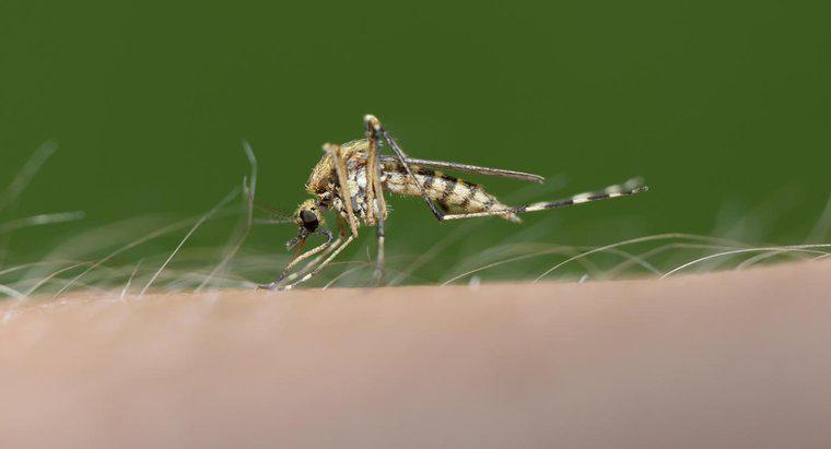 Les moustiques préfèrent-ils vraiment mordre certaines personnes à d'autres ?