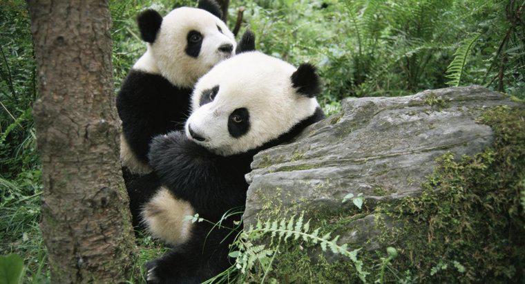Comment les pandas accouchent-ils ?