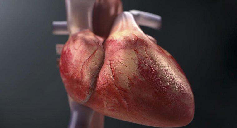 Comment suivre le flux sanguin dans le cœur ?