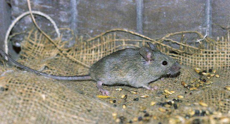 Comment trouver une souris morte dans un mur ?