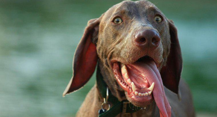 Pourquoi un chien tire-t-il la langue ?