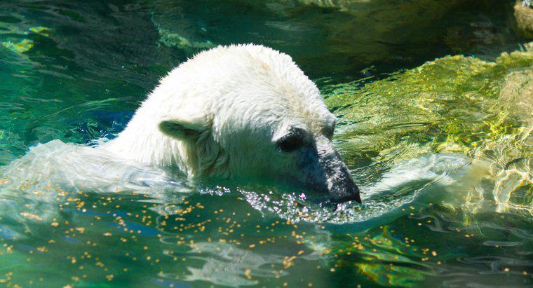 Les ours polaires vivent-ils au pôle Sud ?