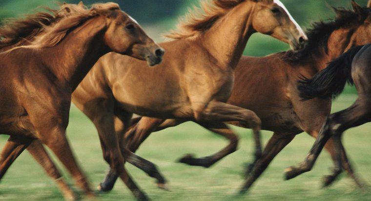 À quelle vitesse les chevaux peuvent-ils courir ?