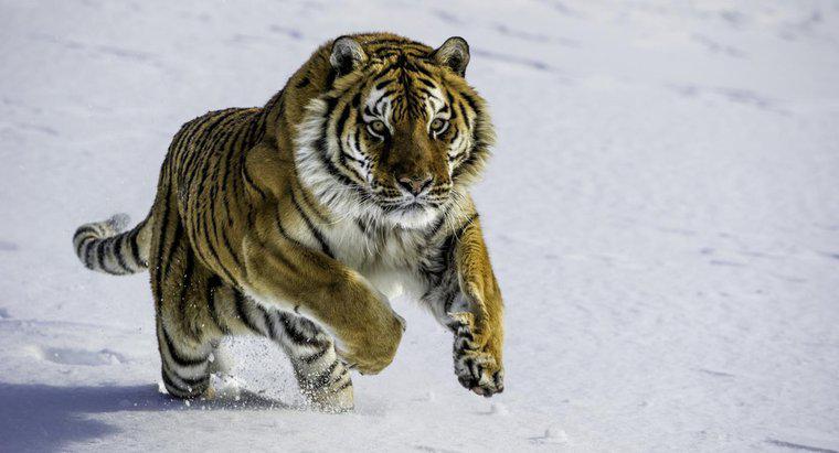 Quels sont les faits sur les tigres de Sibérie ?