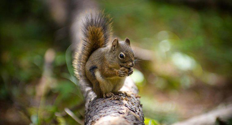 Quelles sont les odeurs que les écureuils détestent ?