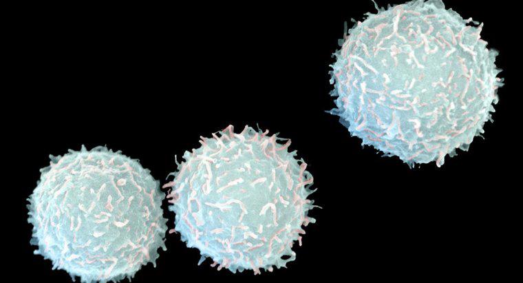 Quelles sont les causes d'un faible nombre de globules blancs et d'un nombre absolu de lymphocytes ?