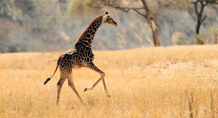 Les girafes peuvent-elles sauter ?