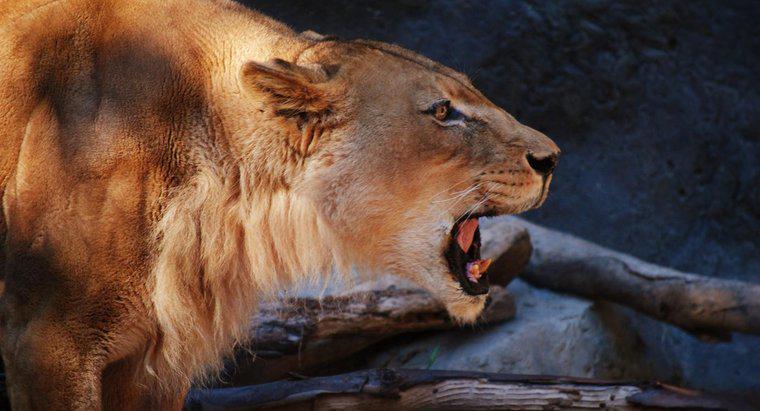 Quelles sont les adaptations des Lions ?