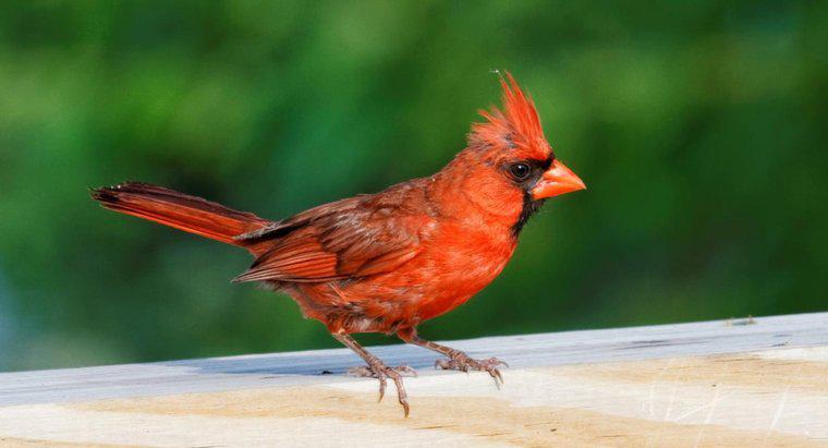 Quelle est la signification spirituelle de l'oiseau cardinal rouge ?