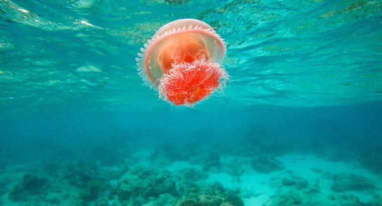 Quel est l'habitat de la méduse?